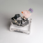 Genuine Polished Hand Carved Fluorite Finch on a Black Tourmaline (3"h)