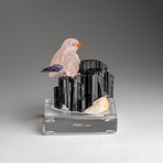 Genuine Polished Hand Carved Fluorite Finch on a Black Tourmaline (3"h)