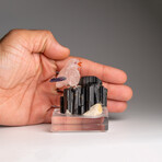 Genuine Polished Hand Carved Fluorite Finch on a Black Tourmaline (3"h)