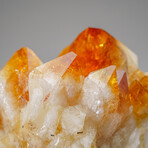 Genuine Citrine Quartz Crystal Cluster on Custom Wooden Stand // 18.8 lbs