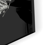 Roaring Lion #2 Print on Acrylic by Christian Meermann (24"H x 24"W x 0.25"D)