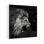 Roaring Lion #2 Print on Acrylic by Christian Meermann (24"H x 24"W x 0.25"D)