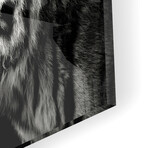 Primal Yawn IV Print on Acrylic by Christian Meermann (24"H x 24"W x 0.25"D)
