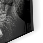 Stare Me Down #3 Print on Acrylic by Christian Meermann (24"H x 24"W x 0.25"D)