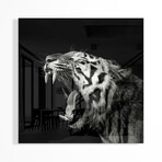 Primal Yawn IV Print on Acrylic by Christian Meermann (24"H x 24"W x 0.25"D)