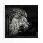Roaring Lion #2 Print on Acrylic by Christian Meermann (24"H x 24"W x 0.25"D)