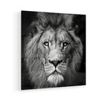 Stare Me Down #3 Print on Acrylic by Christian Meermann (24"H x 24"W x 0.25"D)