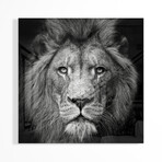Stare Me Down #3 Print on Acrylic by Christian Meermann (24"H x 24"W x 0.25"D)