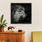 Roaring Lion #2 Print on Acrylic by Christian Meermann (24"H x 24"W x 0.25"D)