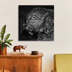 Untitled Leopard Print on Acrylic by Liwen Tao (24"H x 24"W x 0.25"D)