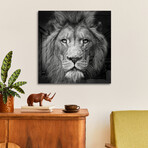 Stare Me Down #3 Print on Acrylic by Christian Meermann (24"H x 24"W x 0.25"D)