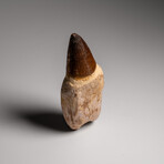 Genuine Mosasaur Dinosaur Tooth and Root with Acrylic Display Stand v.1