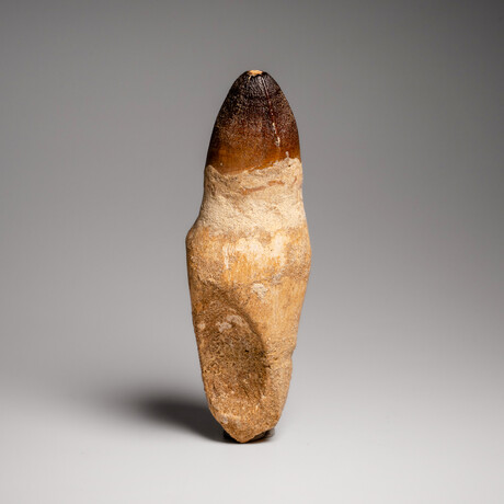 Genuine Mosasaur Dinosaur Tooth and Root with Acrylic Display Stand v.2