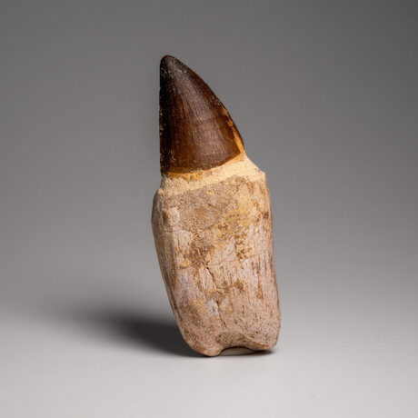 Genuine Mosasaur Dinosaur Tooth and Root with Acrylic Display Stand v.1