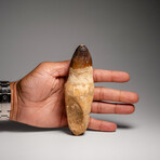 Genuine Mosasaur Dinosaur Tooth and Root with Acrylic Display Stand v.2