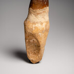 Genuine Mosasaur Dinosaur Tooth and Root with Acrylic Display Stand v.2