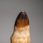 Genuine Mosasaur Dinosaur Tooth and Root with Acrylic Display Stand v.2