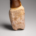 Genuine Mosasaur Dinosaur Tooth and Root with Acrylic Display Stand v.1