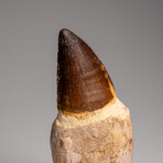 Genuine Mosasaur Dinosaur Tooth and Root with Acrylic Display Stand v.1