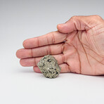 Genuine Small Pyrite Ore
