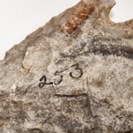 Large Native American Spear-Point // 4000-1500 B.P.