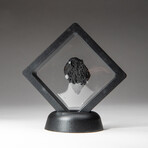 Genuine Natural Tektite in Display Box  //  24 grams