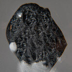 Genuine Natural Tektite in Display Box  //  24 grams