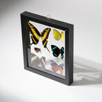 6 Genuine Butterflies in Display Frame