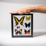 6 Genuine Butterflies in Display Frame