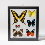 6 Genuine Butterflies in Display Frame