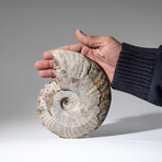 Polished Opalized Ammonite Fossil