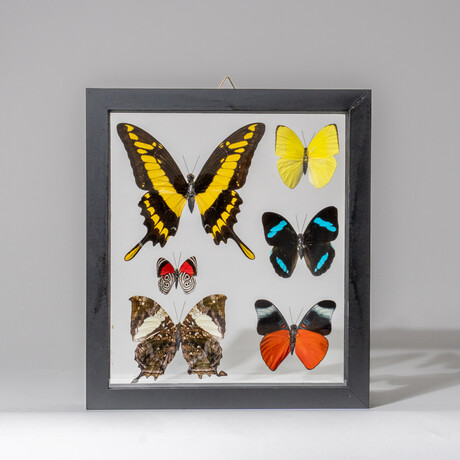 6 Genuine Butterflies in Display Frame