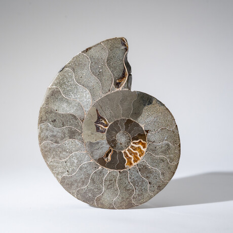 Polished Opalized Ammonite Fossil