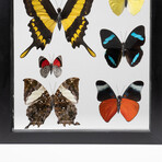 6 Genuine Butterflies in Display Frame