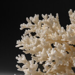 Genuine White Branch Coral