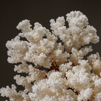 Genuine Cat's Paw Coral