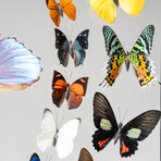 18 Genuine Butterflies in Black Display Frame