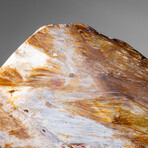 Genuine Natural Banded Agate Slice on Wooden Display from Brazil