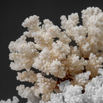 Genuine Cat's Paw Coral