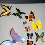 18 Genuine Butterflies in Black Display Frame