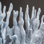 Genuine Blue Ridge Coral