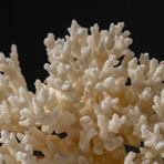 Genuine White Branch Coral