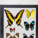 6 Genuine Butterflies in Display Frame