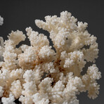Genuine Cat's Paw Coral