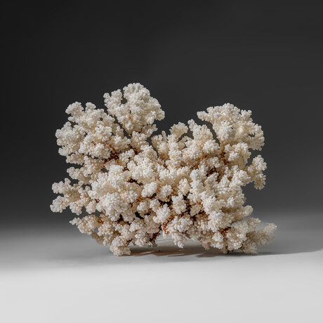 Genuine Cat's Paw Coral