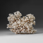 Genuine Cat's Paw Coral