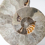 Polished Opalized Ammonite Fossil