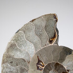 Polished Opalized Ammonite Fossil
