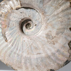 Polished Opalized Ammonite Fossil