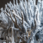 Genuine Blue Ridge Coral